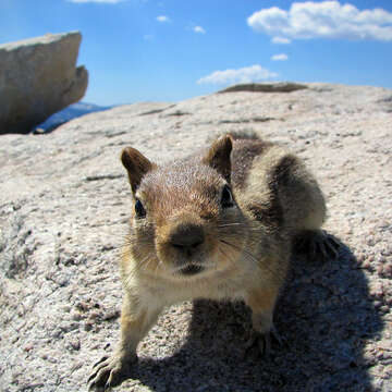 Callospermophilus Merriam 1897 resmi