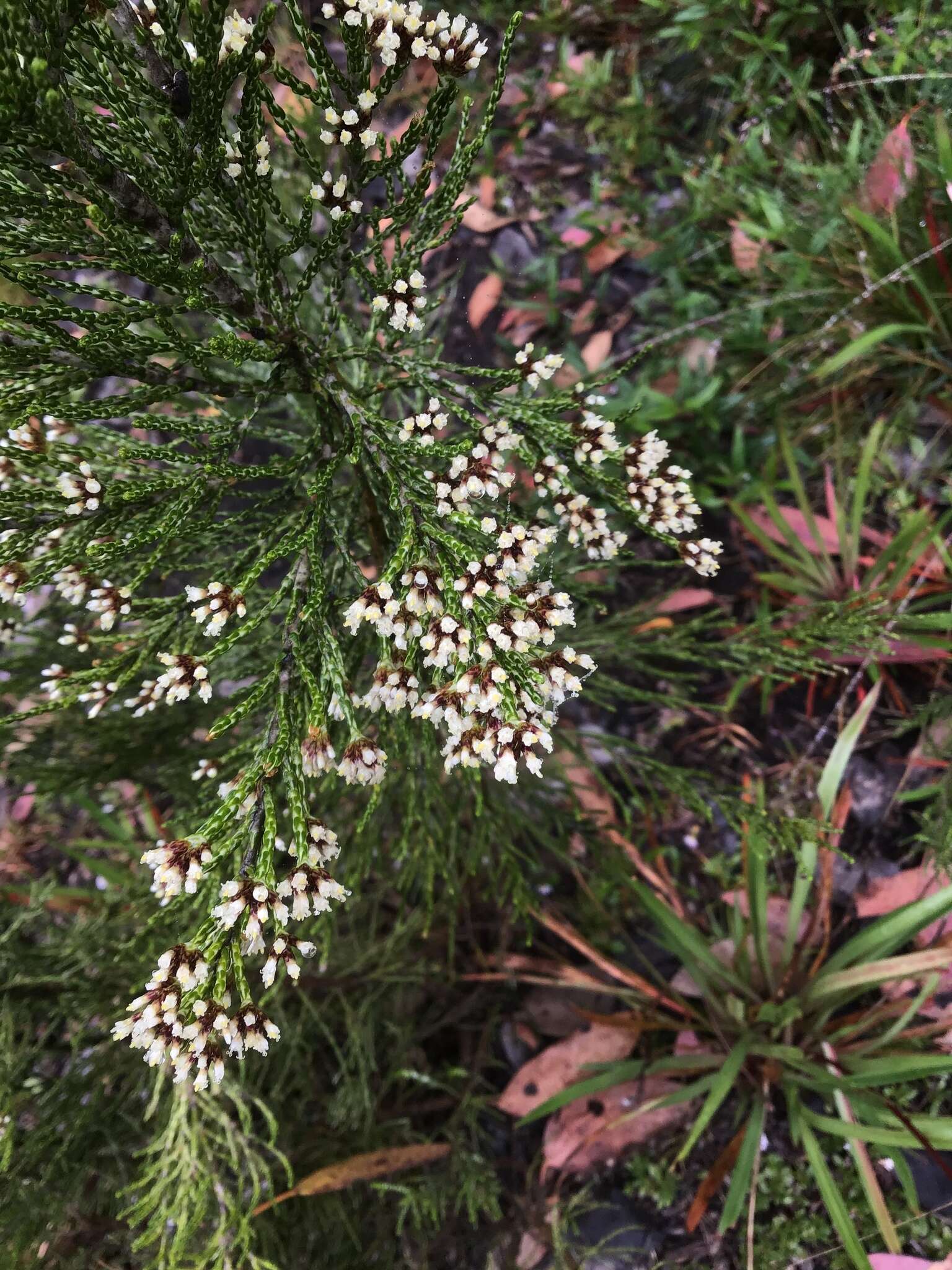 Image de Ozothamnus cupressoides Puttock & D. J. Ohlsen