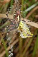 Image of Barbary Spider