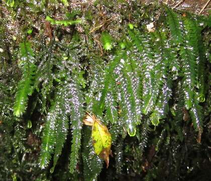 Image of Cyathophorum