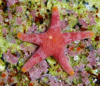 Image of Henricia pumila Eernisse, Strathmann & Strathmann 2010