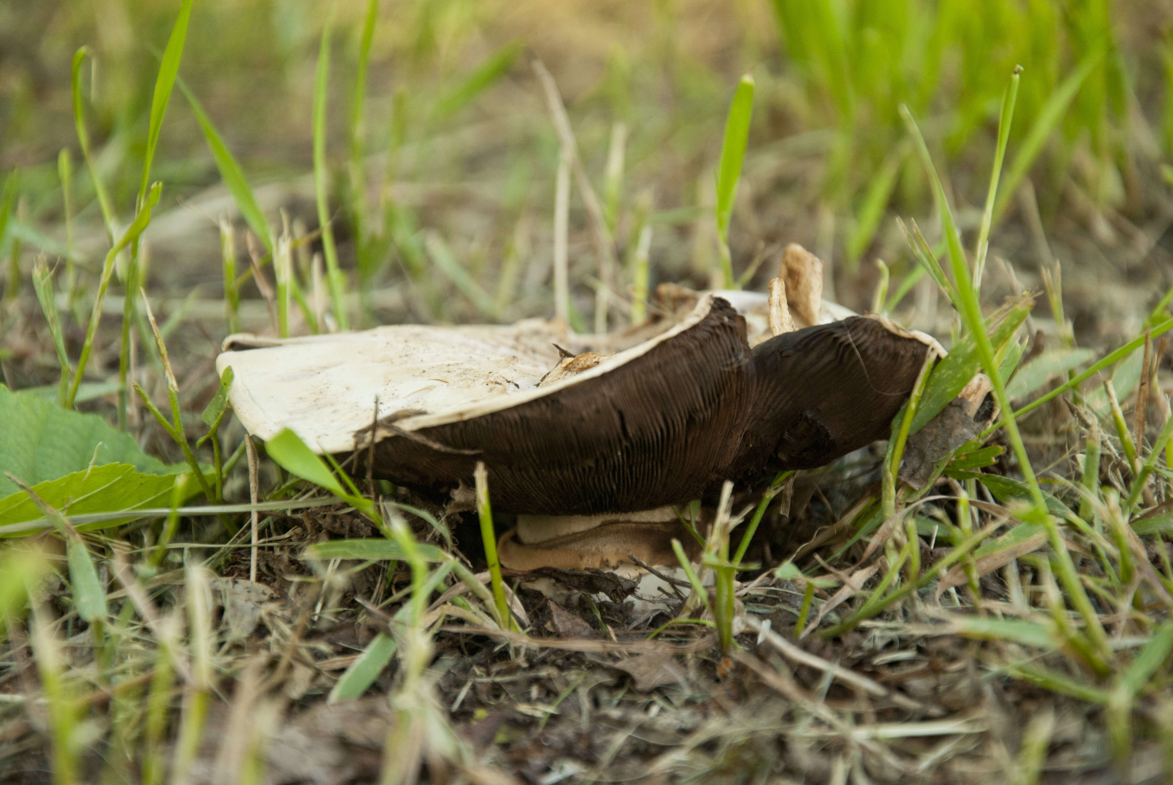 Imagem de Agaricus bitorquis (Quél.) Sacc. 1887