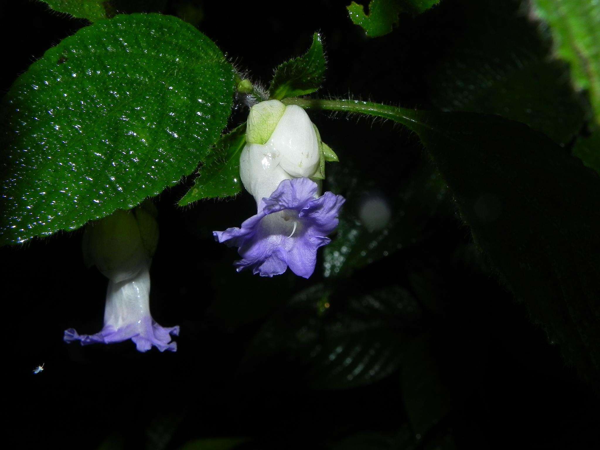 Imagem de Strobilanthes heyneanus Nees