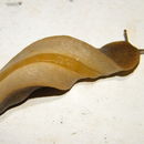 Image of Systellommatophora