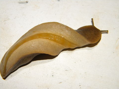 Image of Veronicellidae