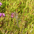 Image of northern emerald