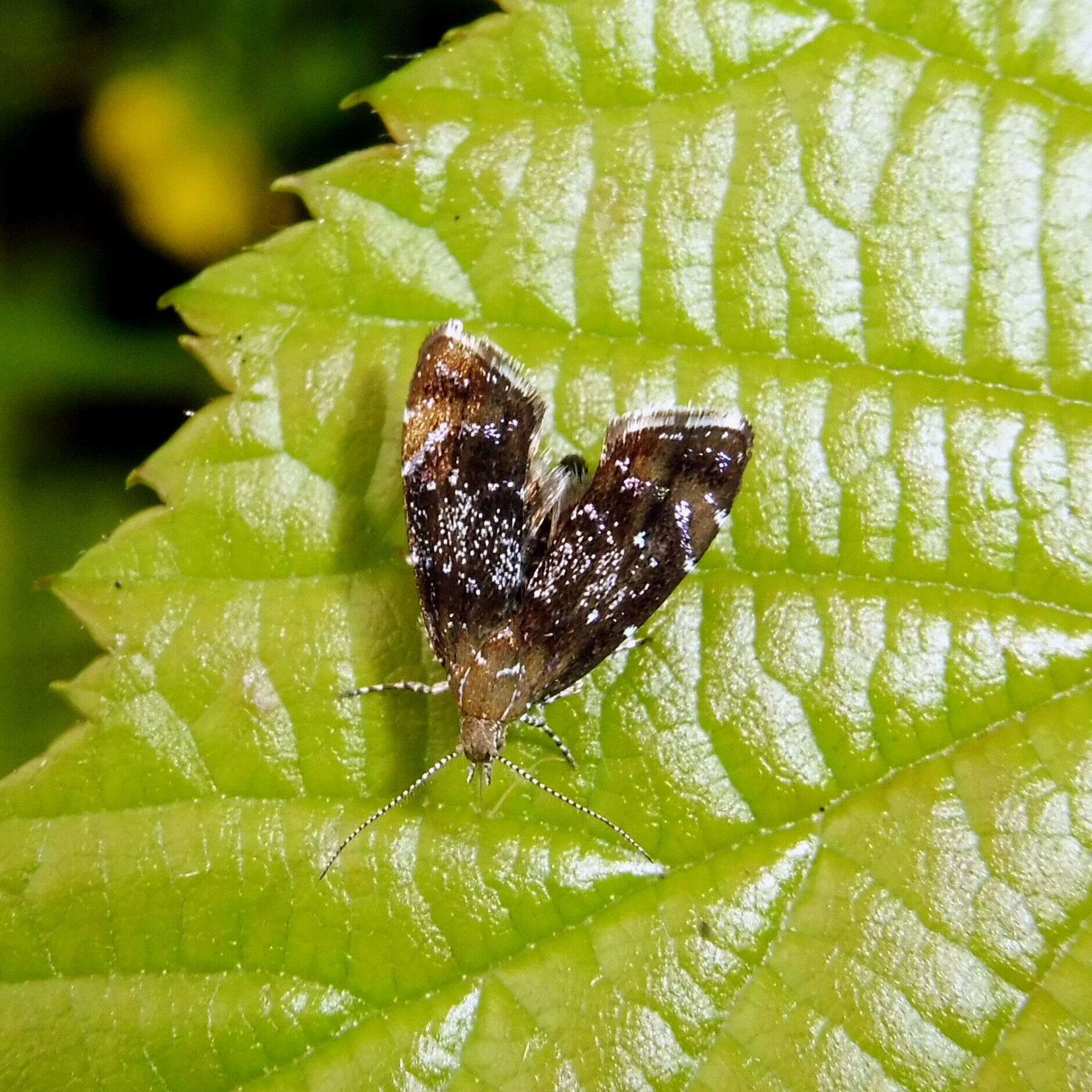 Prochoreutis sehestediana (Fabricius 1777)的圖片