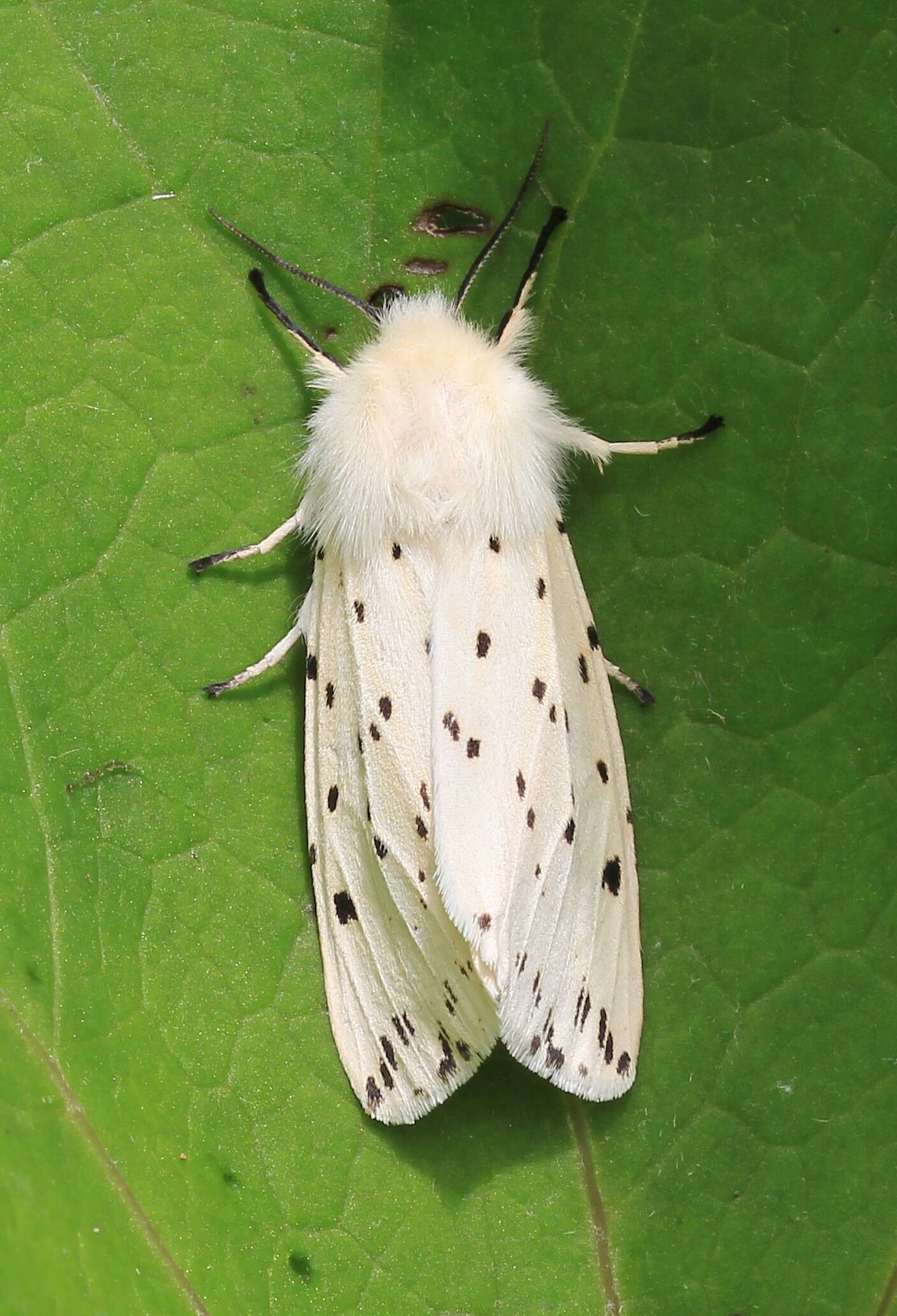 Image of white ermine