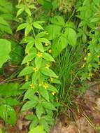 Image of yellow loosestrife