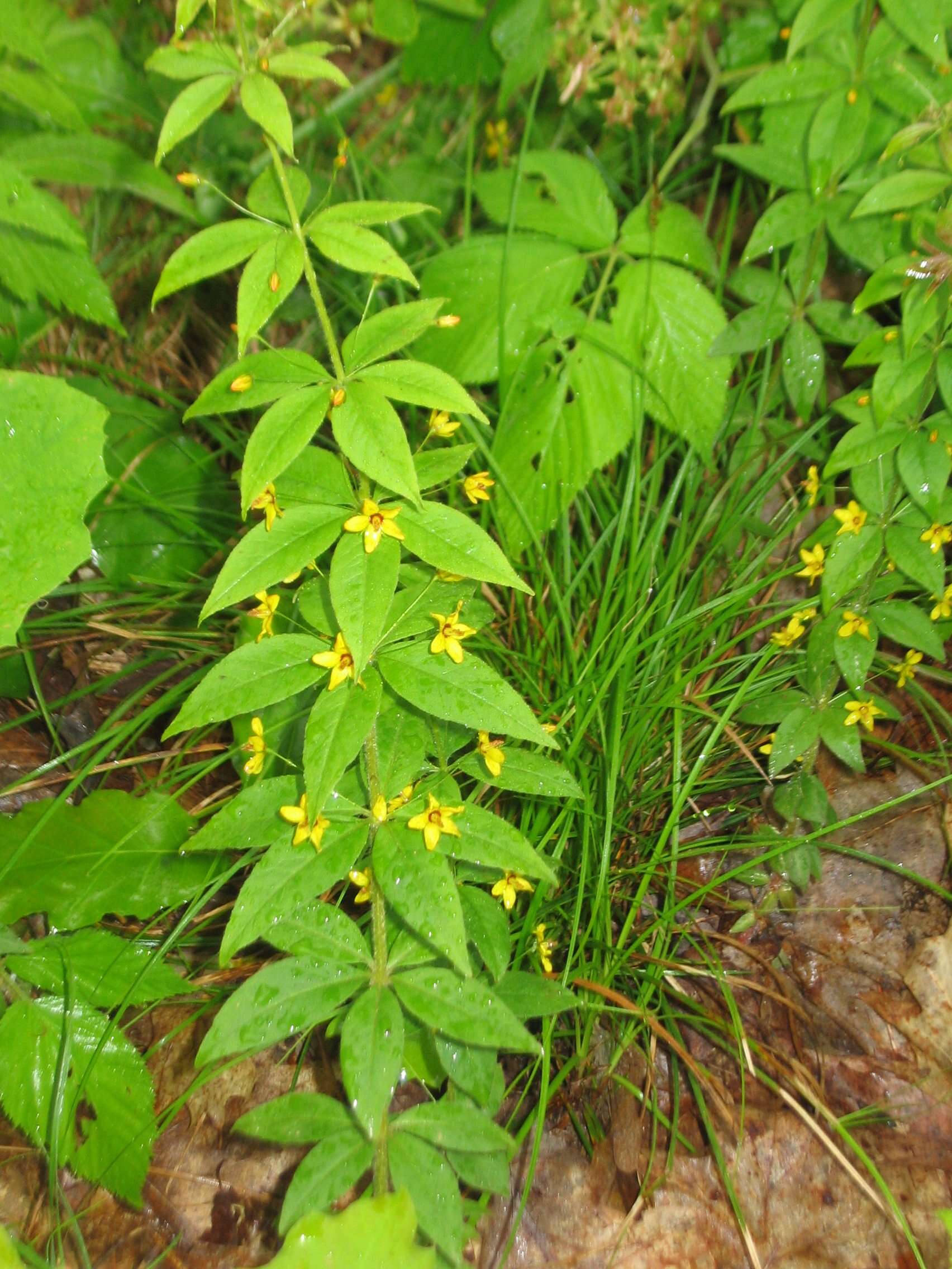 Image of yellow loosestrife