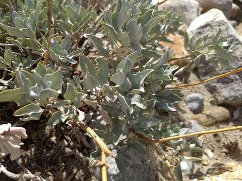 Image of scallopleaf sage