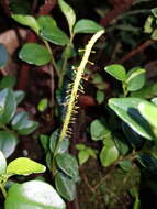 Image of Peperomia tenuipes Trel.