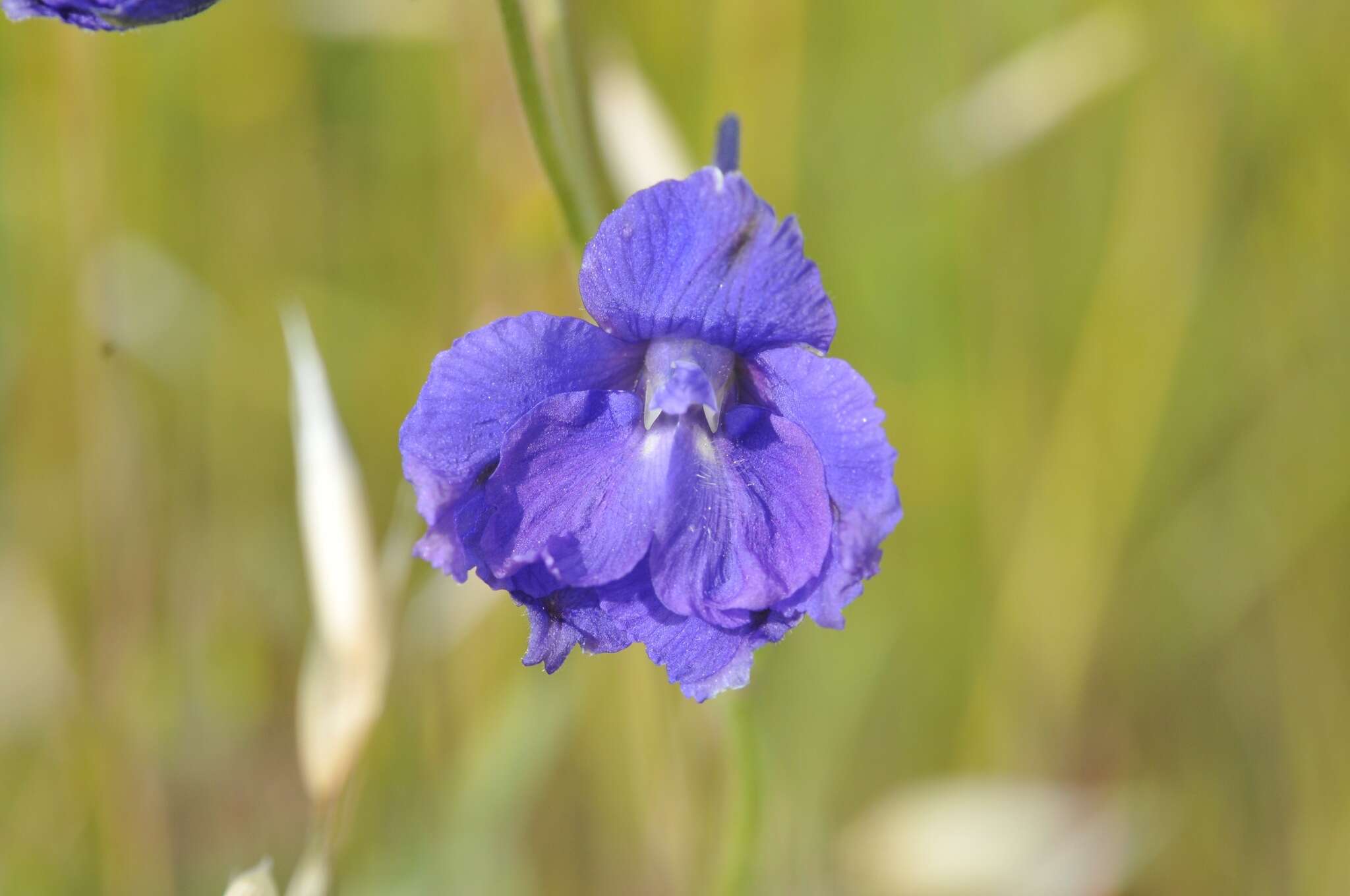 Image of royal larkspur