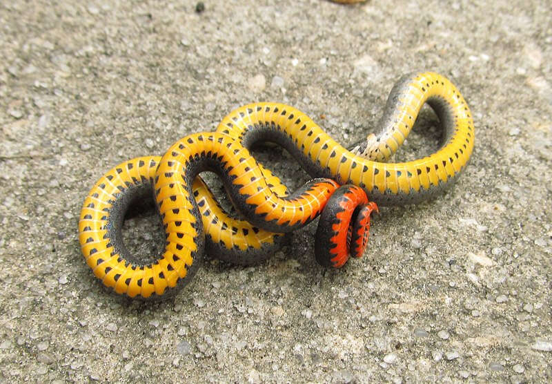 Image of Ring-necked Snake