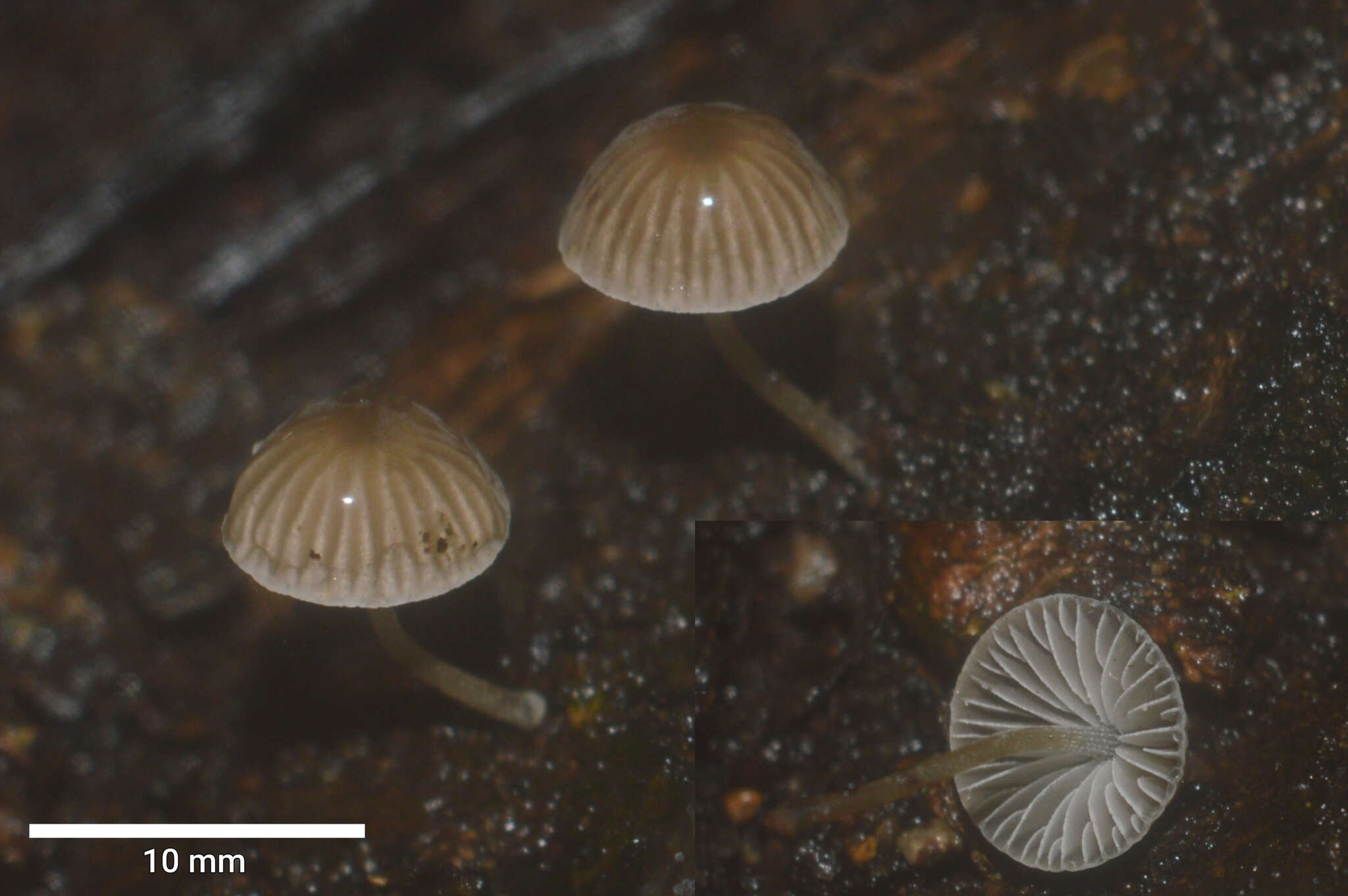 Image of Mycena alcalina (Fr.) P. Kumm. 1871