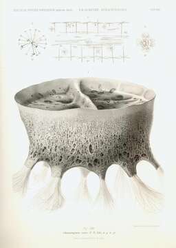 Image de Hexasterophora Schulze 1886