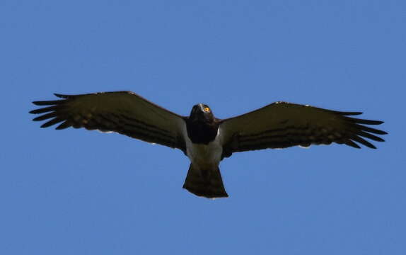 Image of Black-chested Snake Eagle