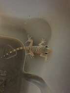 Image of Keeled Gecko