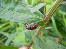 Hylobius transversovittatus (Goeze & J. A. E. 1777) resmi