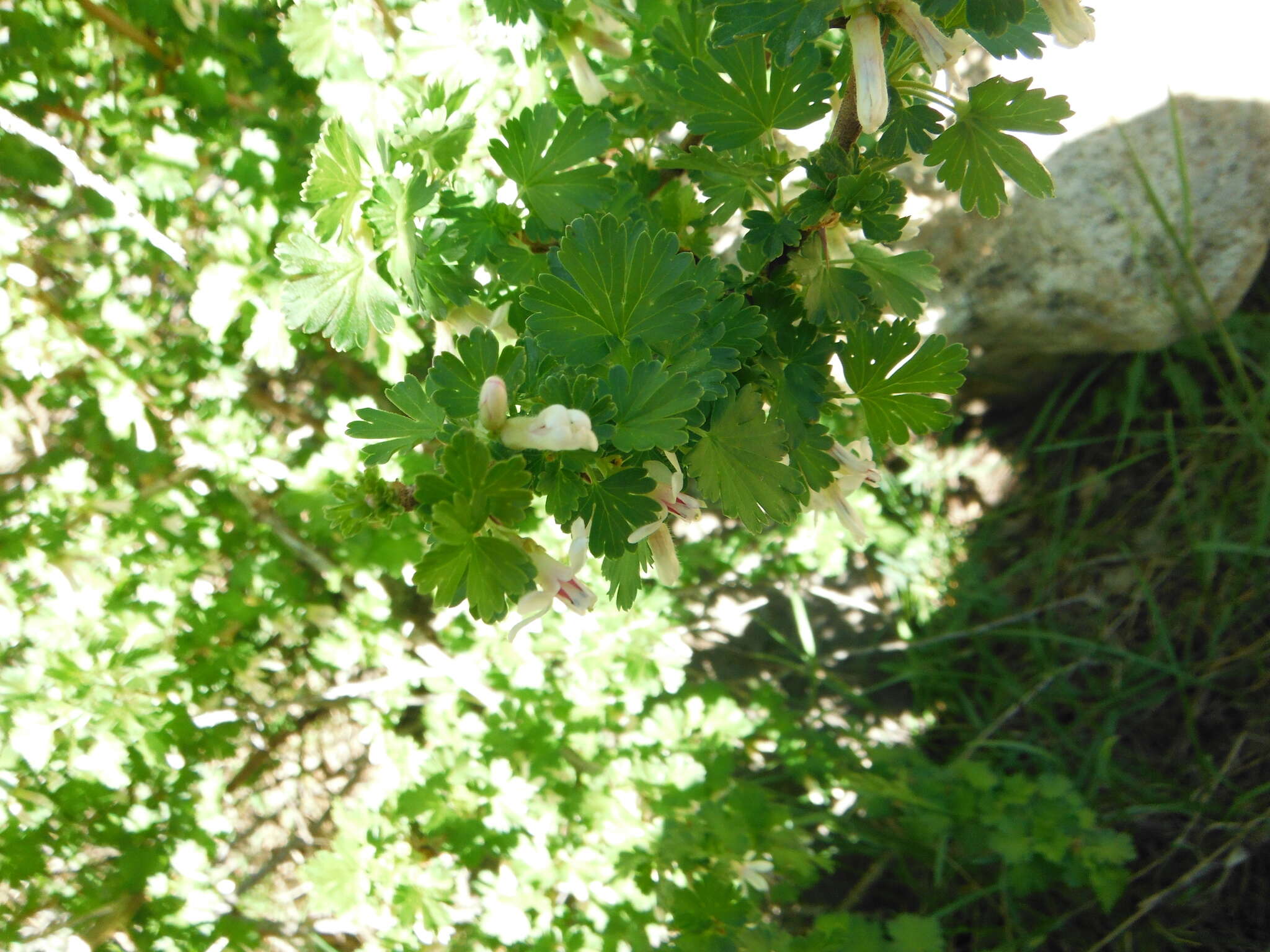 Image of whitestem gooseberry