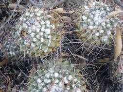 صورة Mammillaria compressa subsp. centralifera (Repp.) D. R. Hunt