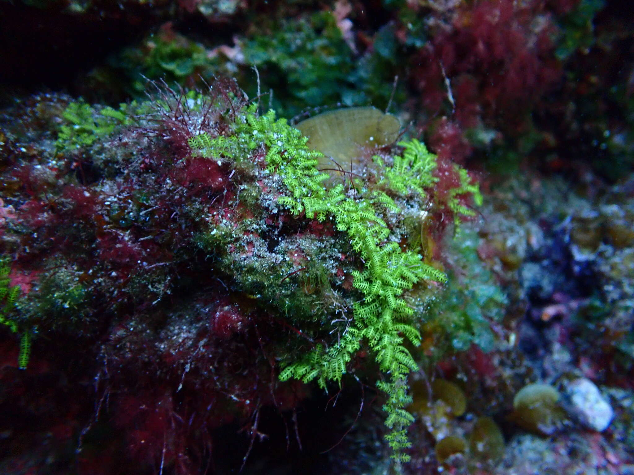 Image of Caulerpa webbiana