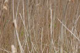 Image of Eurasian Reed Warbler