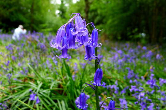 Image de jacinthe des bois