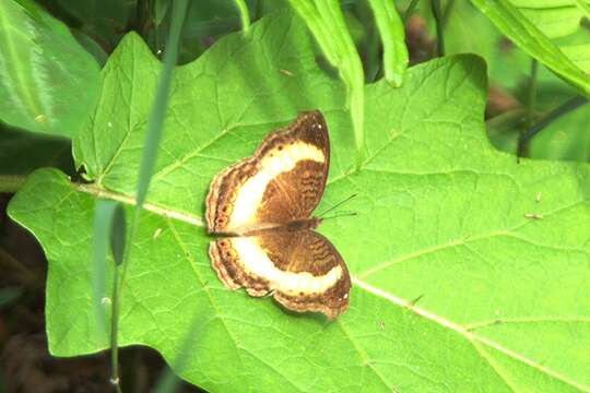 Plancia ëd Junonia terea elgiva Hewitson 1864