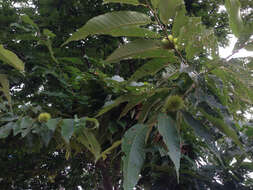 Image of Japanese chestnut