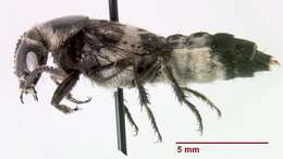 Image of Hairy Rove Beetle