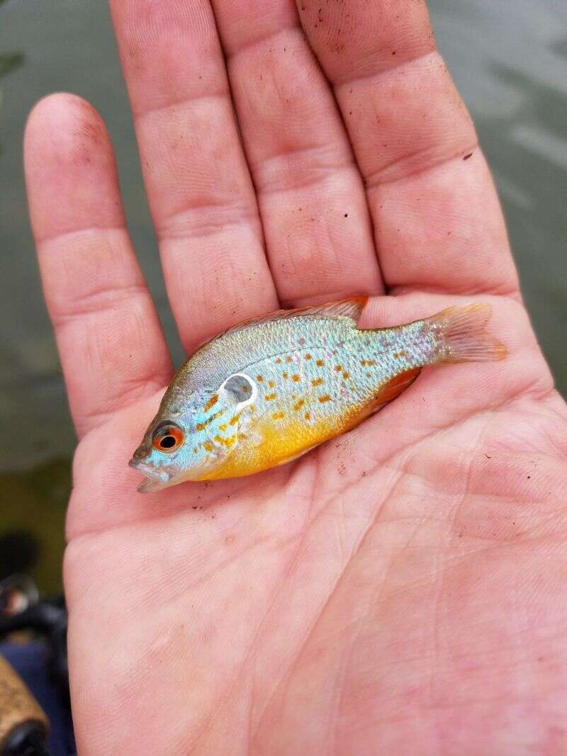 Image of Orangespotted Sunfish