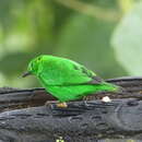 Image of Glistening-green Tanager