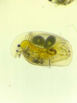 Image of common duck waterflea