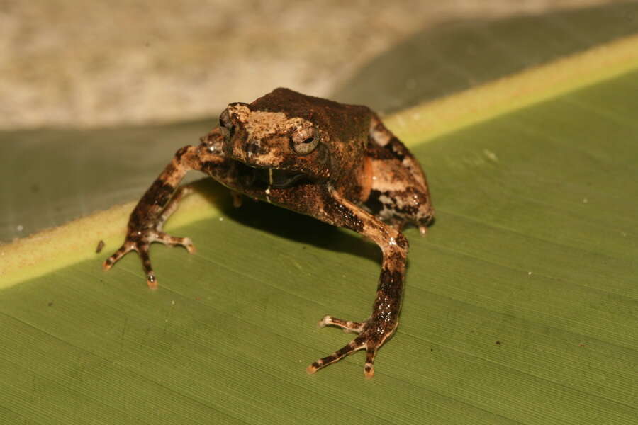 Image of Peters’ Dwarf Frog