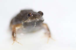 Image of Tungara Frog