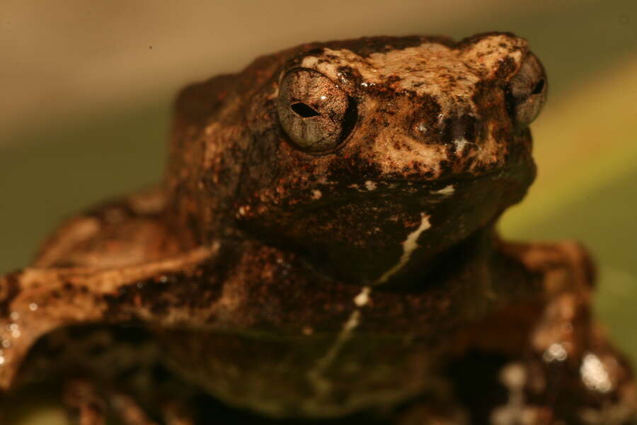 Image of Peters’ Dwarf Frog