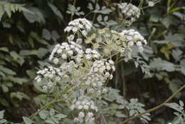 Image of hairy angelica