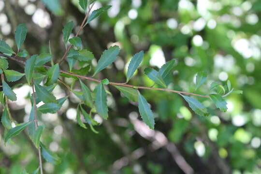 Imagem de Hoheria angustifolia Raoul