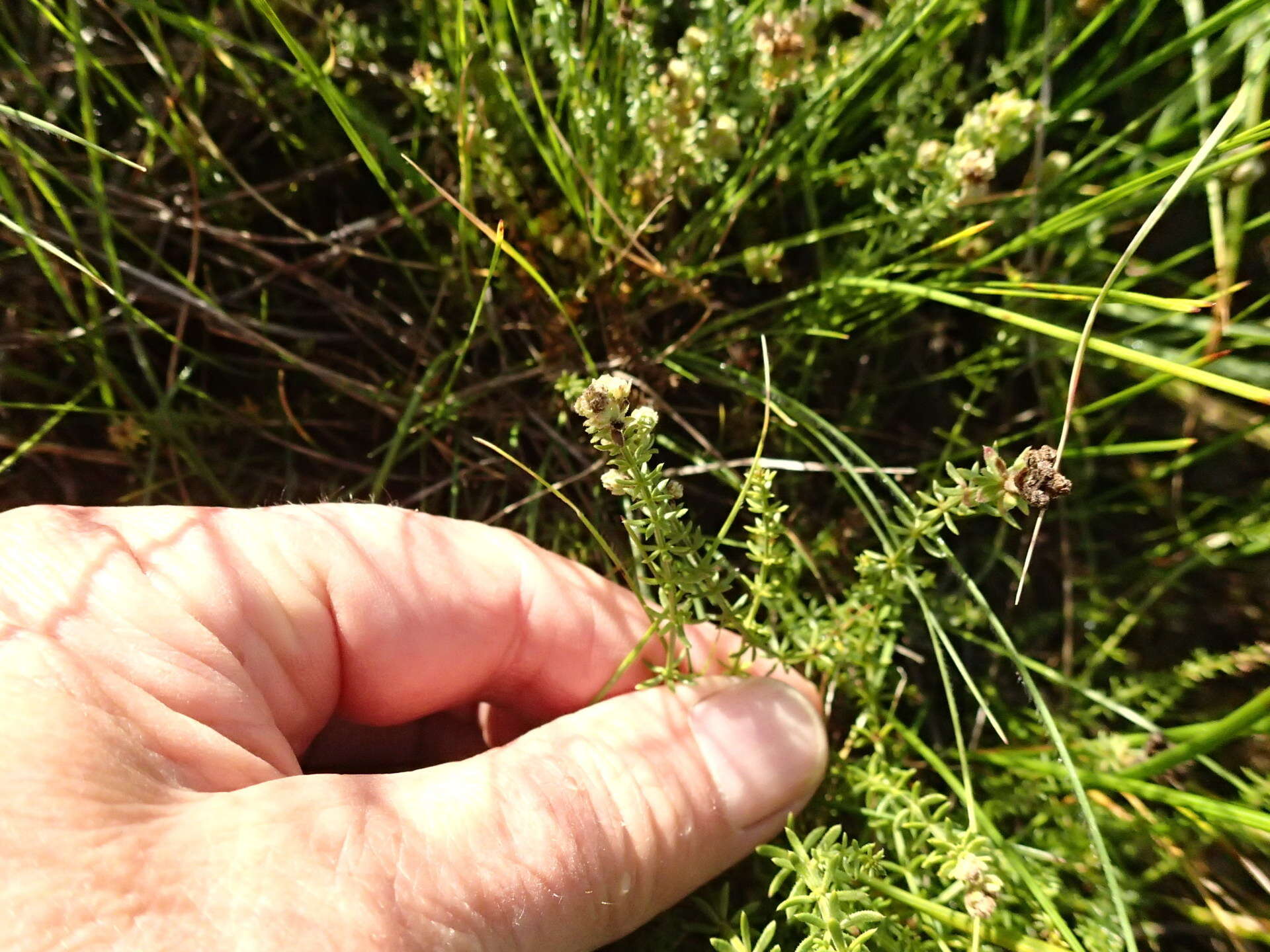 Image of Asperula conferta Hook. fil.