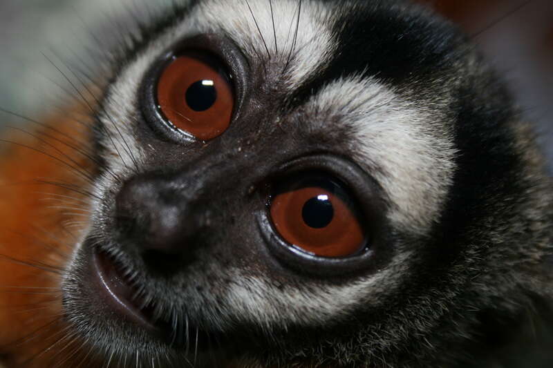 Image of Black-headed Night Monkey