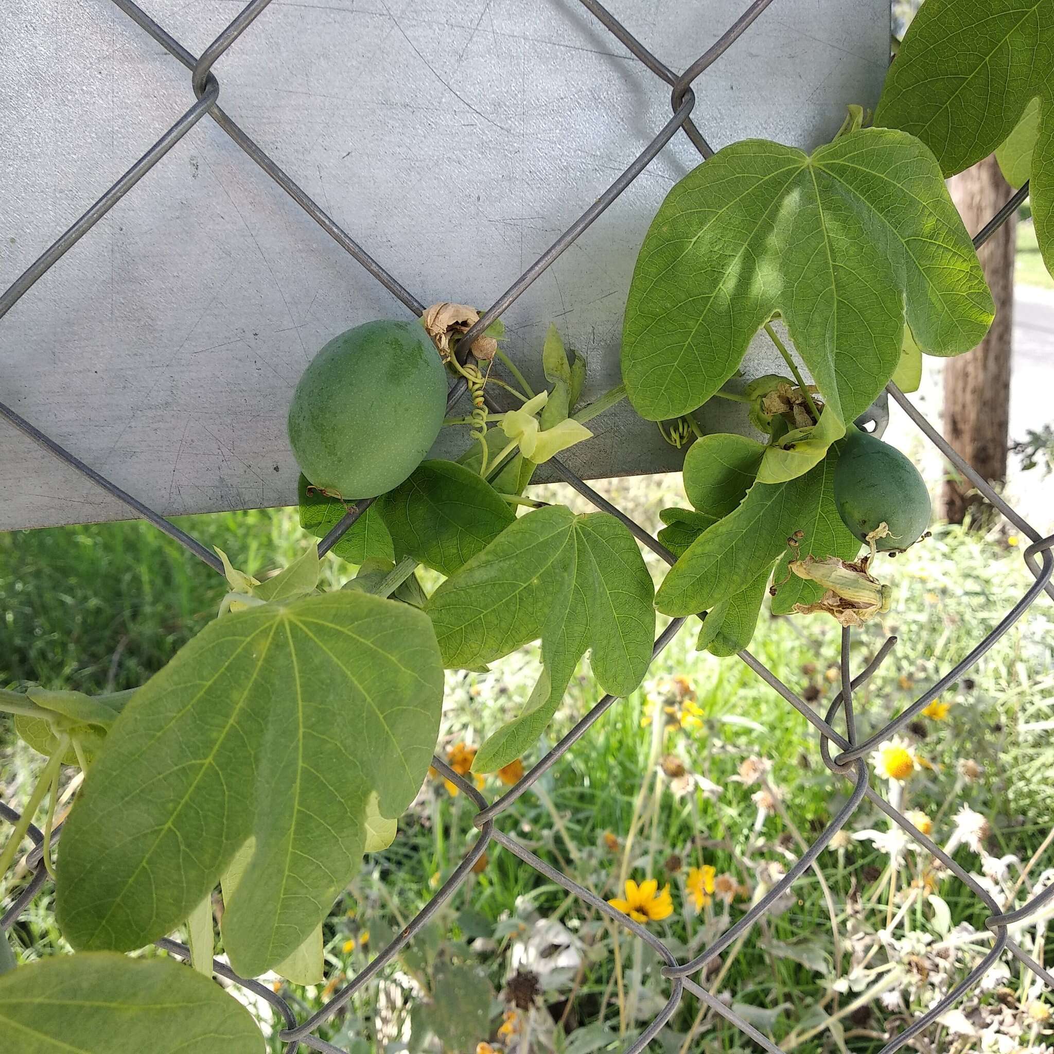 Image de Passiflora subpeltata Ortega