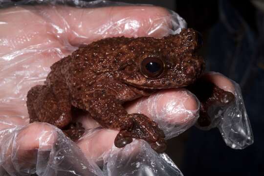 Image of Cope's Brown Treefrog