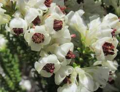 Image of Erica viscidiflora Esterhuysen