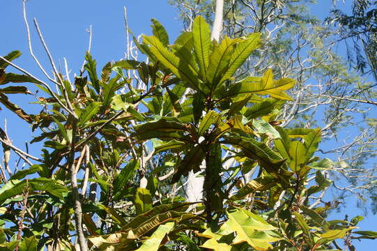 Image of Darlingia ferruginea J. F. Bailey