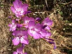 Plancia ëd Clarkia lewisii P. H. Raven & D. R. Parnell