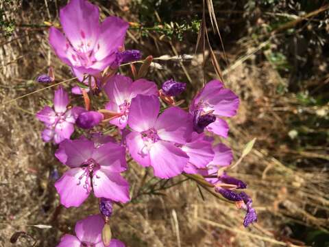 Plancia ëd Clarkia lewisii P. H. Raven & D. R. Parnell