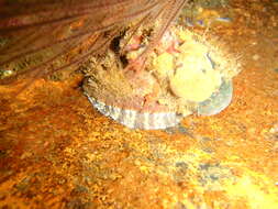 Image of Midas Ear Abalone