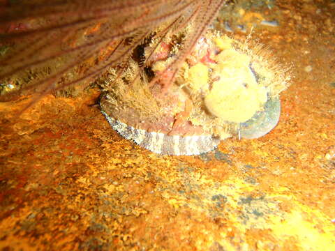 Image of Midas Ear Abalone