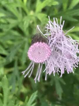 Image of Hofmeisteria schaffneri (A. Gray) R. King & H. Rob.